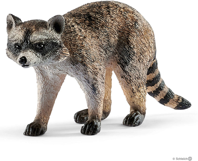 Raccoon