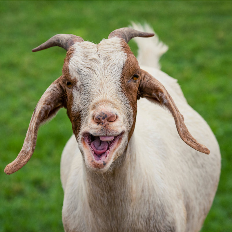 Experience Goat Yoga